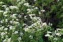 3. Cow parsley